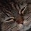 Andreu_Pinel