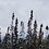 WinterSon_Qc